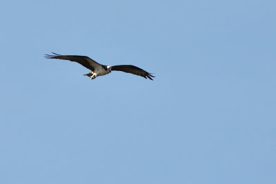 D72_7990-031.jpg