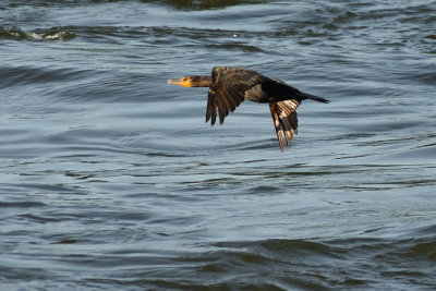 D72_8252-068.jpg