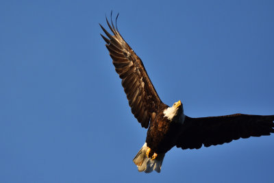 Conowingo 7-18-20