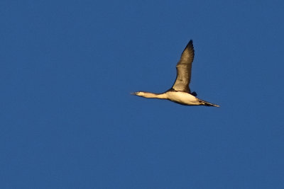 loon