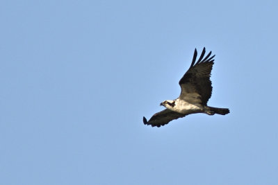 6-5-21_conowingo