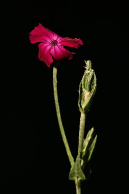 D72_3197_00002s.jpg