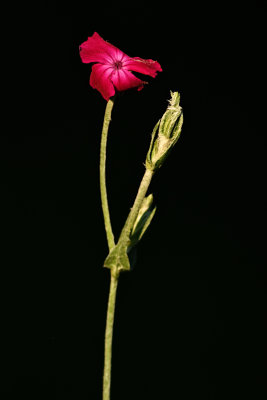 D72_3209_00003s.jpg