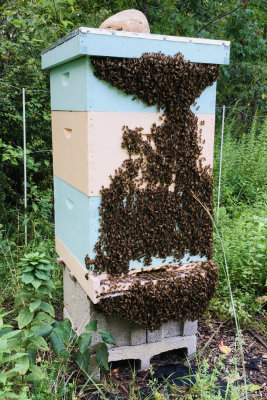 Hot Bees 8-11-21_00001.jpg