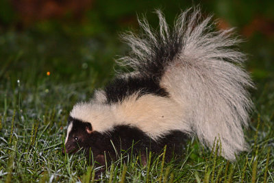 skunk