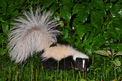 skunk