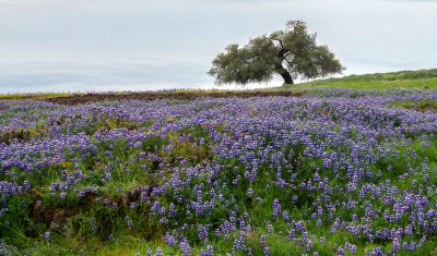 Oak with Lupines