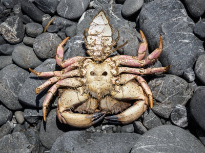 Wise Old Crab