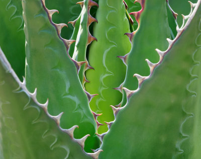 Heart of the Agave