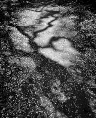 Shadows on the Trail