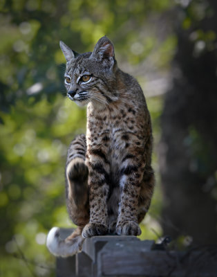 20190423_Bobcat_pc.jpg