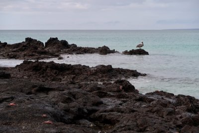 Birds of Galapagos