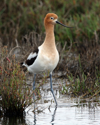 American Avocet