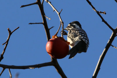 Nuttall's Woodpecker