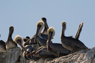 Brown Pelican