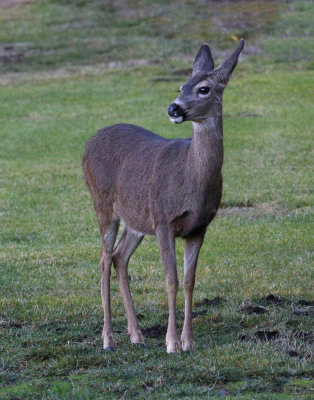 Deer