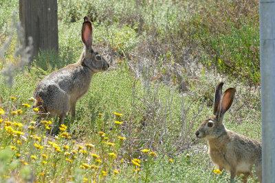 Jack Rabbit