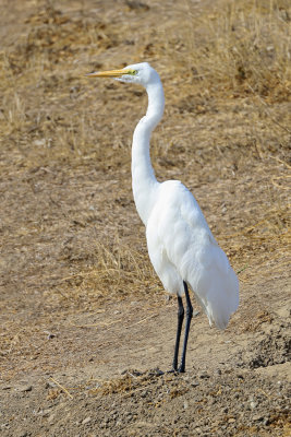 Great Egret