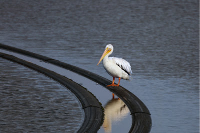 American White Pelican