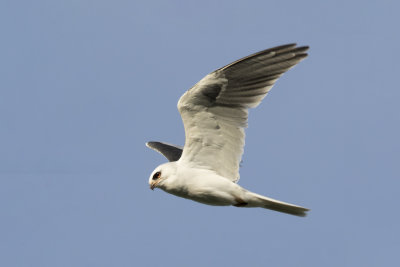 White Tailed Kite