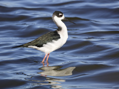 Black-necked Stilt