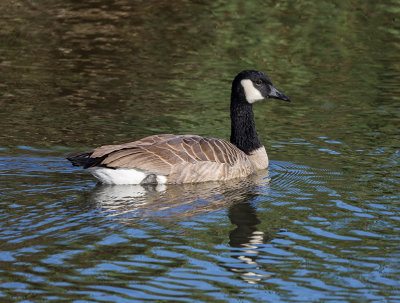 Canada Goose