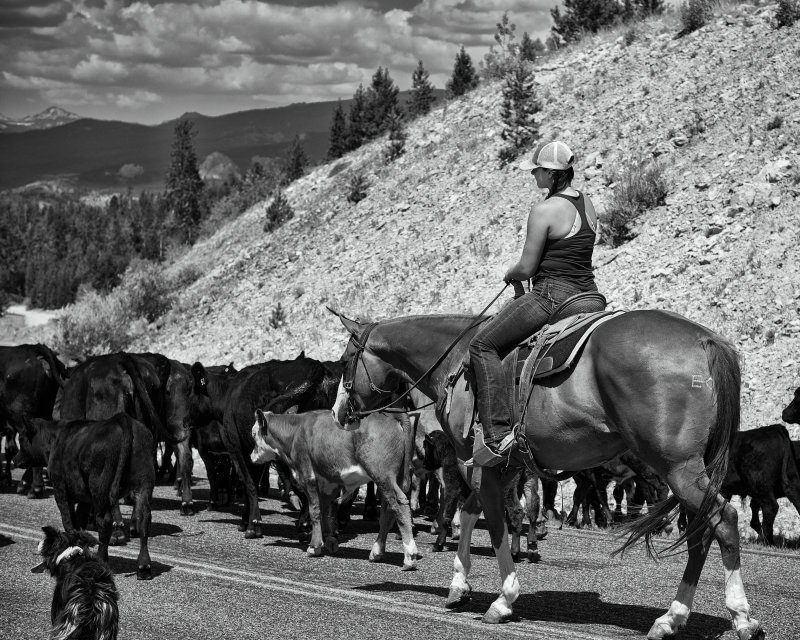 Cowgirl Up