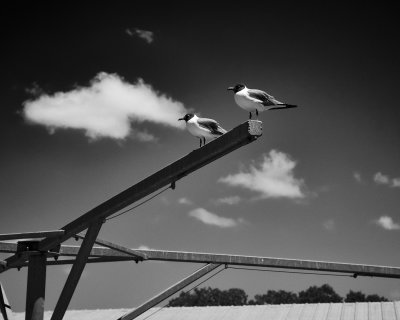 Gulls