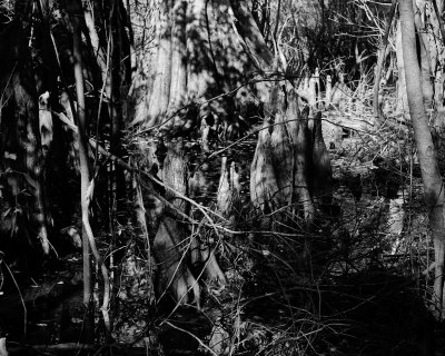 Cypress Swamp