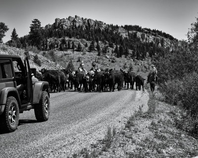 Moving 'em to Upper Pasture