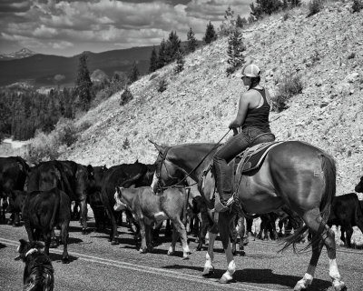 Cowgirl Up