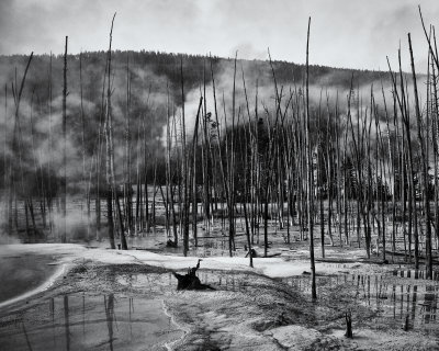 Dead Trees