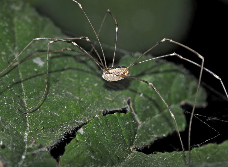 Harvestman, Opiliones, Leiobunum sp