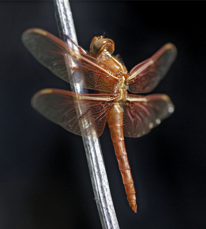 Flame Skimmer