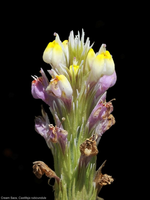 Cream Sacs, Castilleja rubicundula.jpg