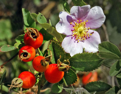 California Wild Rose, Rosa californica