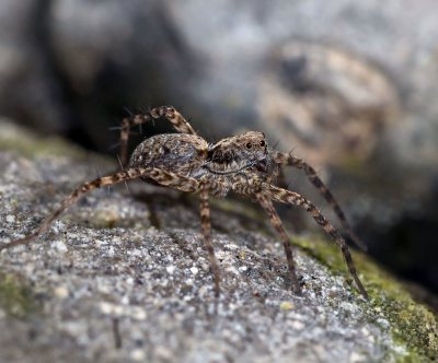 Thin-legged Wolf Spider, Pardosa sp, female