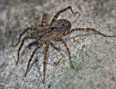Thin-legged Wolf Spider, Pardosa sp, female