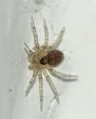 Wall Spider, Oecobius sp