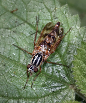Stiletto Fly, Thereva sp, male
