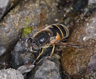 Syrphid Fly, Eristalis hirta, female