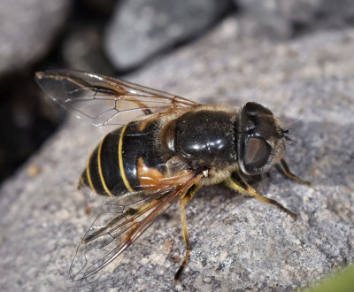 Syrphid Fly, Eristalis hirta, female