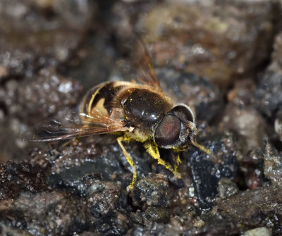 Syrphid Fly, Eristalis hirta, male