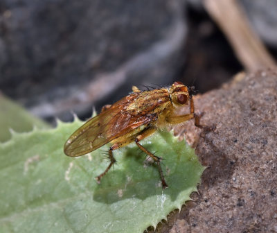 Damselflies: Order Odonata
