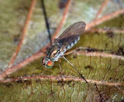Long-legged Fly, Dolichopus sp