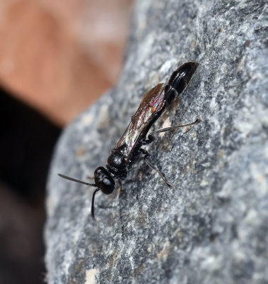 Square-headed Wasp, Trypoxylon sp