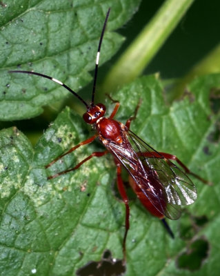 Ichneumon Wasp, Cryptinae sp