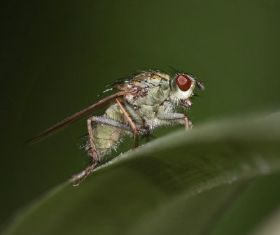Anthomyiidae: Root-maggot Flies