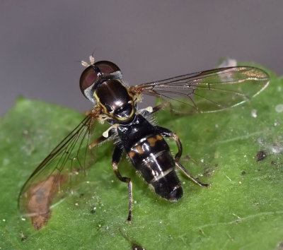 Syrphid Fly, Toxomerus occidentalis, male
