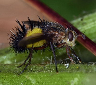 Tachina Fly, Xanthoepalpus bicolor